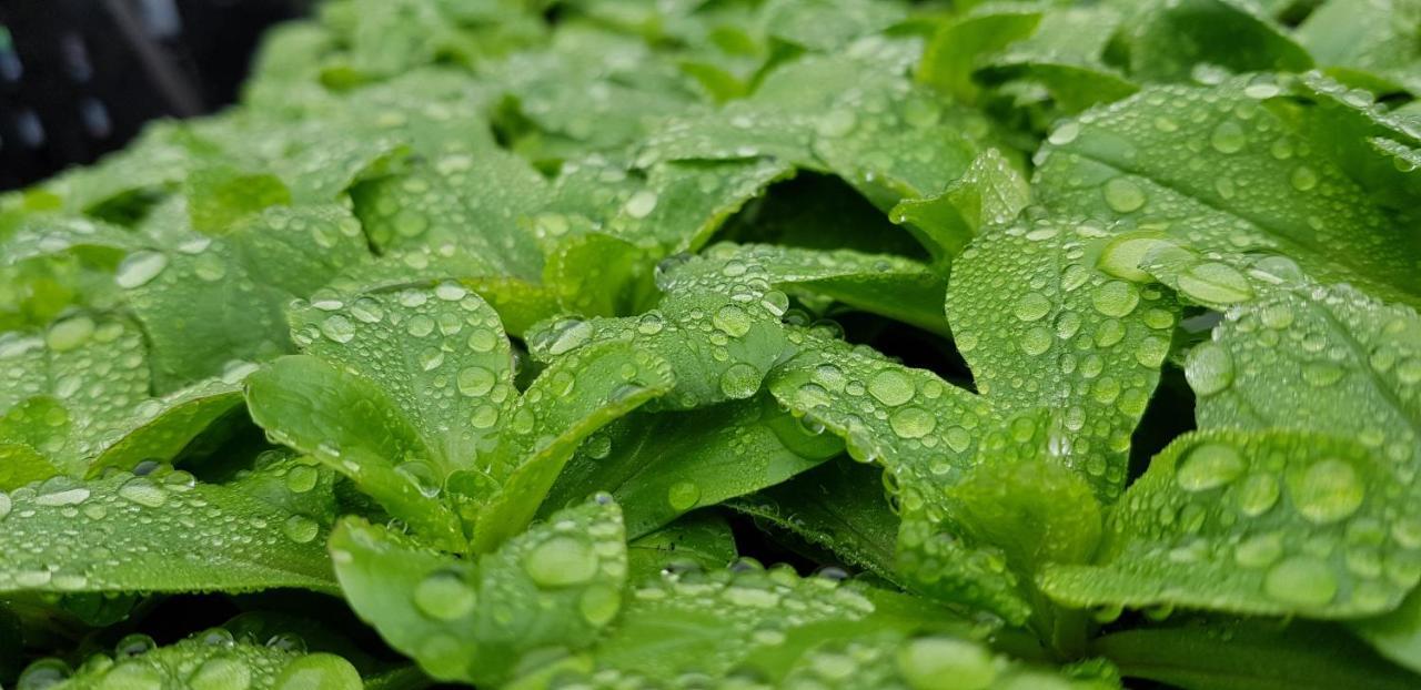 Coeur Vert Oekologisch Mit Viel Ambiente Fuer Seelen-Wellness Ronchamp Kültér fotó